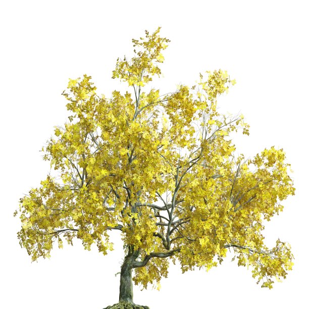 秋天树三维插图孤立在白色背景图片下载