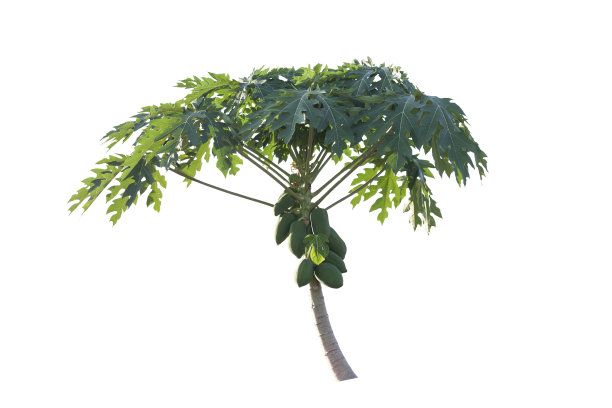 木瓜树与生的果实孤立在白色背景包括修剪路径。图片下载