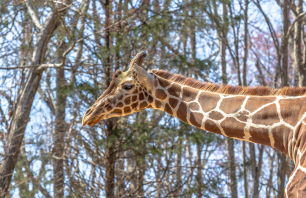 特写长颈鹿头与蓝天背景图片下载
