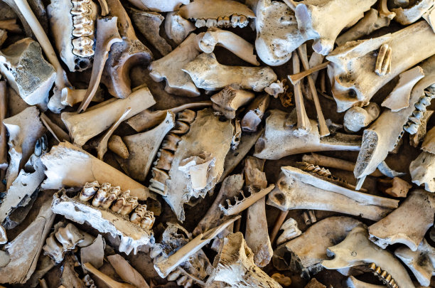 不同动物骨骼的背景。图片下载