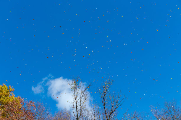 落叶被大风吹起，吹向天空图片下载