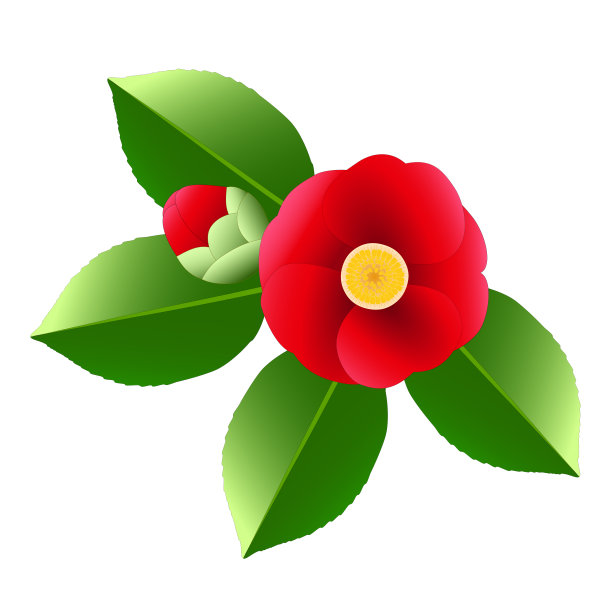 单瓣红色茶花，花蕾绿色图片下载