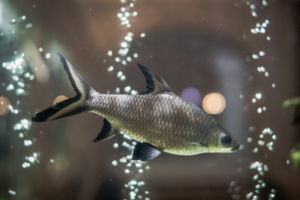 照片背景设计。透明鱼缸，银色鳞尾鱼游，模糊高光气泡压缩机。神秘的心情孤独的渴望平静的观察沉思。照顾宠物图片下载