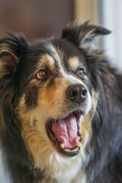 友好的边境牧羊犬靠近了图片下载