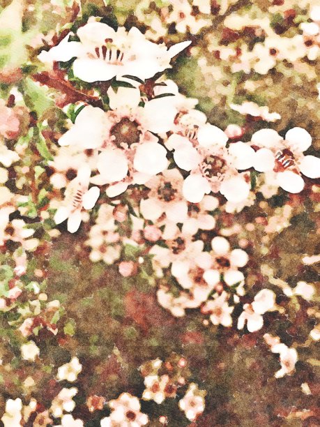 马努卡花盛开的水彩插图图片下载