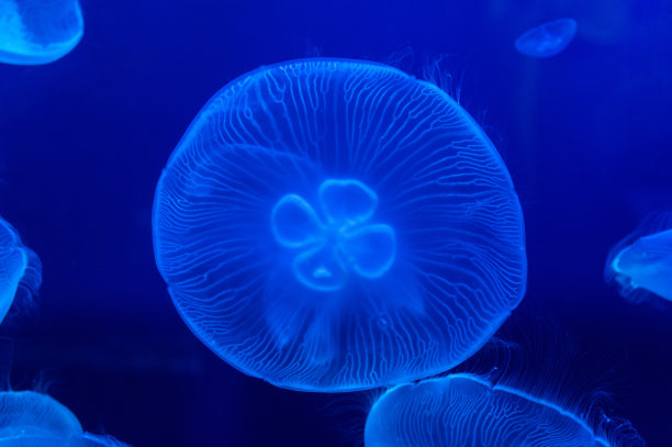 水下月亮水母的抽象视图图片下载