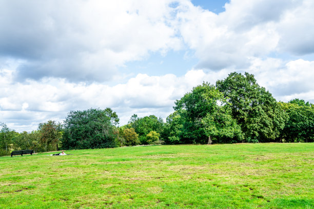 蓝天和草地上的一棵大树图片下载