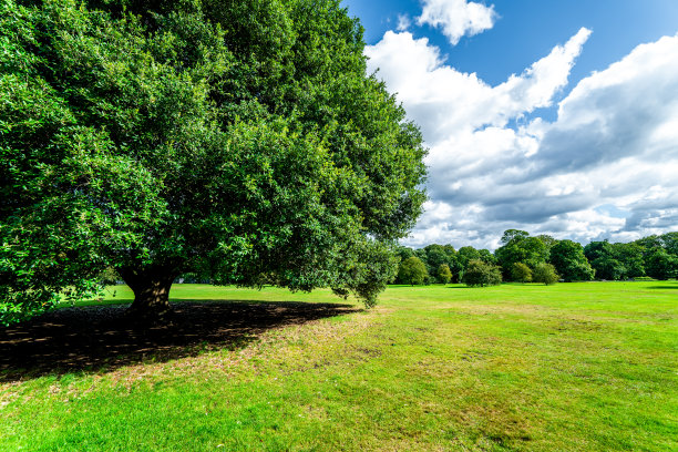 蓝天和草地上的一棵大树图片下载