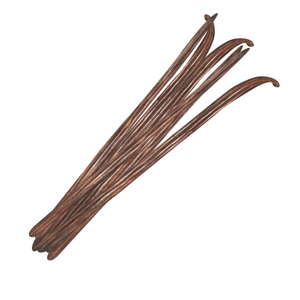 香草。水彩的插图。孤立在白色背景上。为你的设计。图片下载