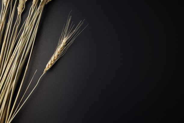 干燥的麦秆平坦地躺在黑色的黑色抽象的背景上。图片下载