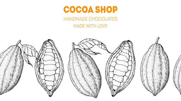 可可豆荚。矢量插图。超级食物。巧克力的烹饪和原料，速写插图。健康食品，设计元素。手绘，包装设计。图片下载
