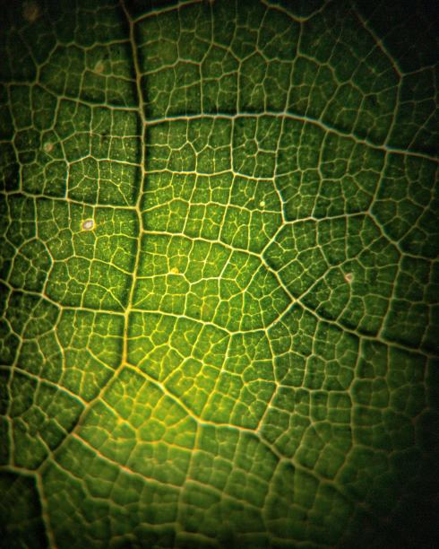 遮羞布图片下载