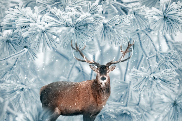 神奇的冬季森林里的马鹿。令人难以置信的自然圣诞形象。图片下载