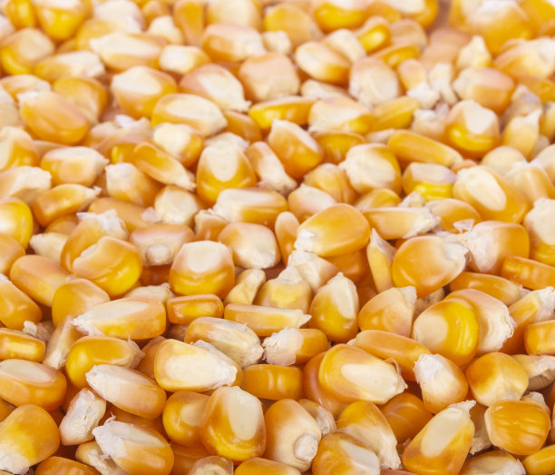 背景中分离的干玉米种子图片下载