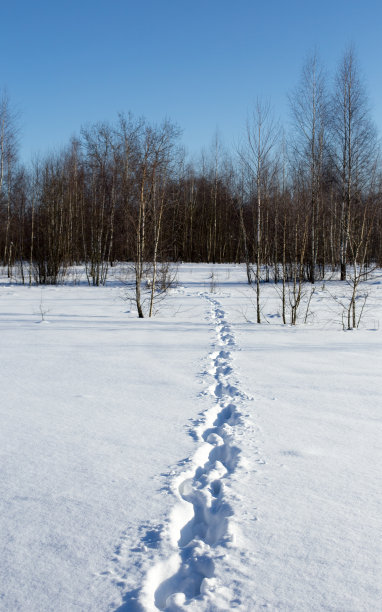 冬天森林里的小路和脚印图片下载