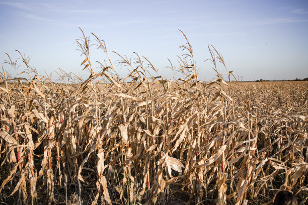 玉米田映衬着秋天的蓝天。图片下载