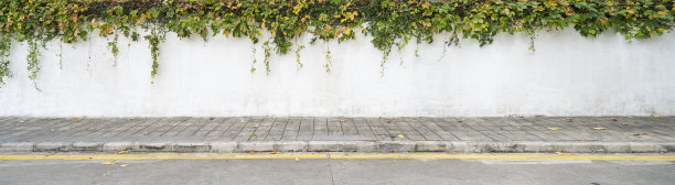 常青藤叶孤立上白色图片下载