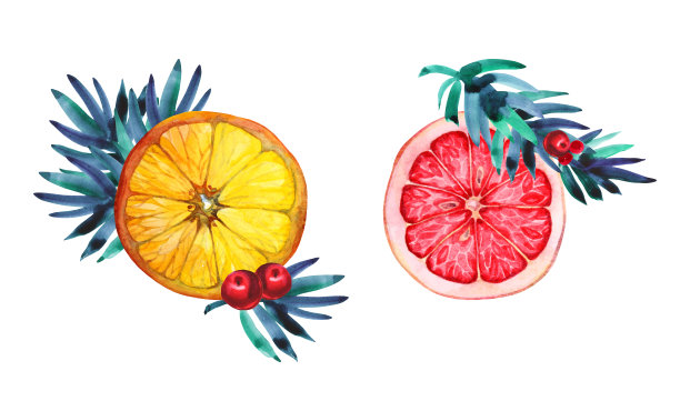 水彩设置柑橘类水果:橙片和葡萄柚与红色浆果，绿色的圣诞树树枝孤立在白色的背景。为菜单，新年，庆祝的手绘食物对象图片下载