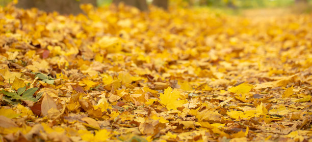 森林里落叶的秋天背景。图片下载