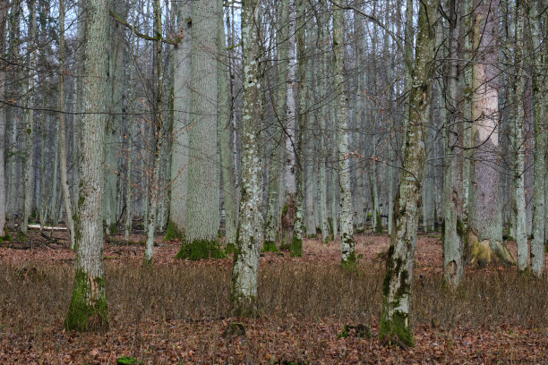折断的树留在春天和橡树图片下载