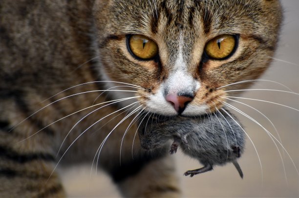 猫捉老鼠图片下载