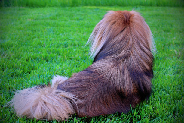 漂亮的狗。北京哈巴狗坐在草地上。图片下载