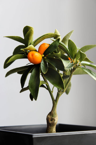 黑色背景下的金橘树图片下载