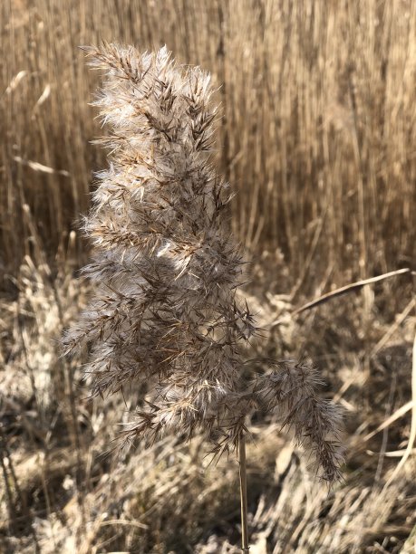 田野背景上的芦苇花束图片下载