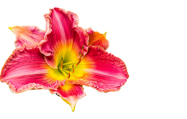 莉莉花。图片下载