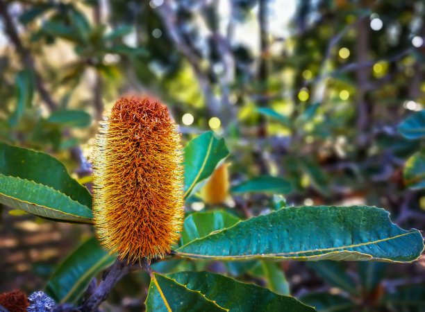 美丽的澳大利亚班克西亚植物。图片下载