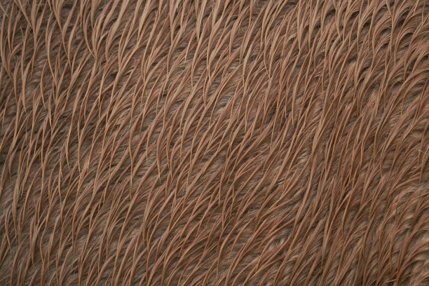 雨后马的湿毛的纹理图片下载