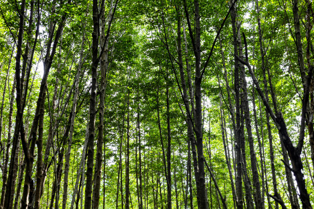 绿色的森林有陡峭的树干。丰富的图片下载