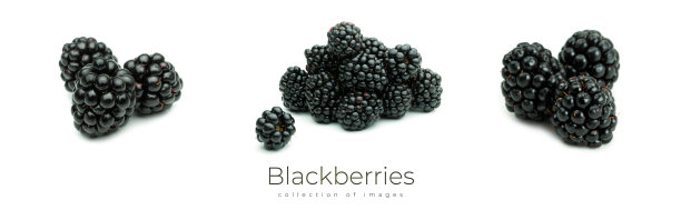 新鲜的黑莓孤立在白色的背景上。宏观照片图片下载