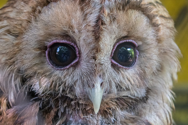 猫头鹰是一种非常有用的鸟类灭鼠，阿迪格，俄罗斯图片下载