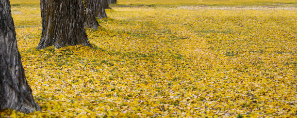 秋天，黄杨的叶子铺满了地面图片下载