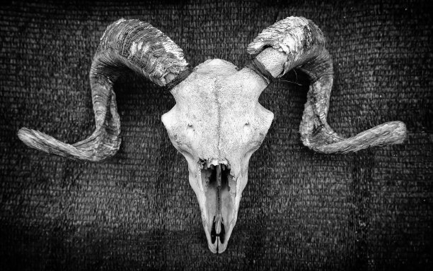 羊角头骨图片下载