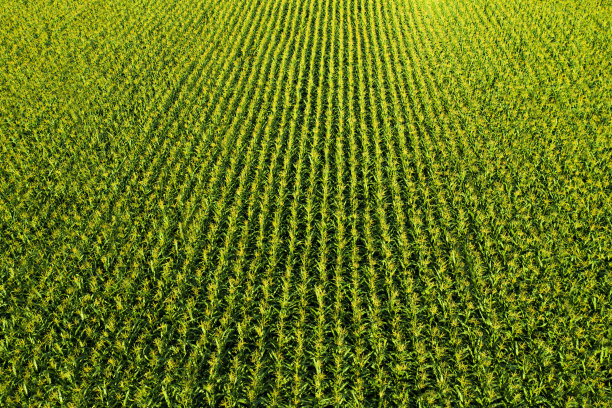 玉米田图片下载