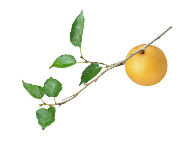 挂在树枝上的韩国梨子(即金梨)图片下载