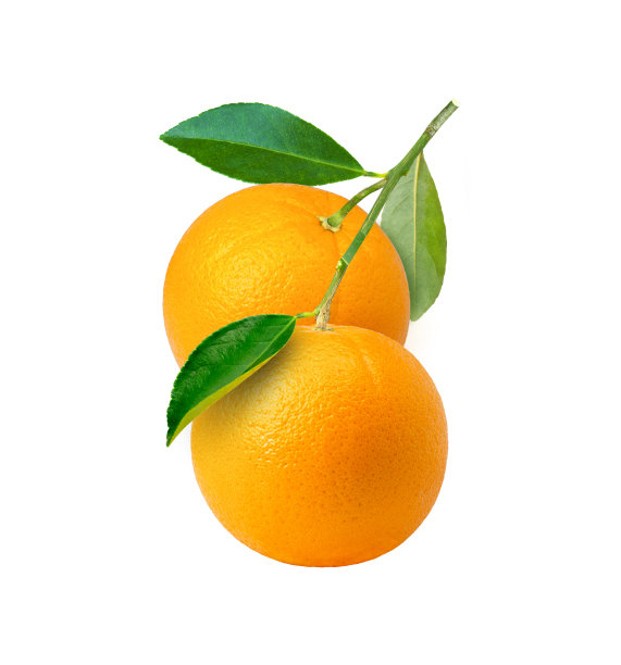 橘子挂在树枝上图片下载
