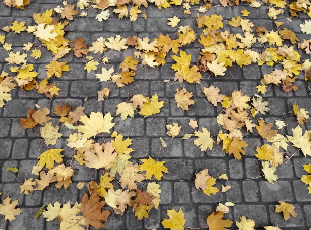 枫叶落在石板上。图片下载