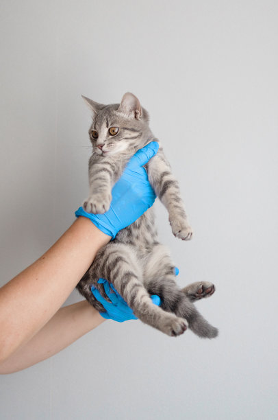 可爱的小猫在兽医医生手中灰色的墙背景。宠物医疗保健。放置你的文本图片下载