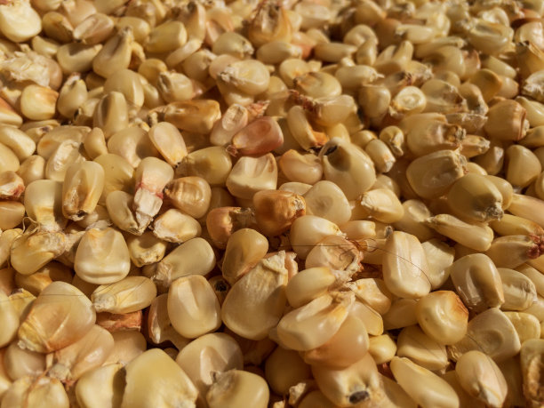 收获的玉米粒图片下载