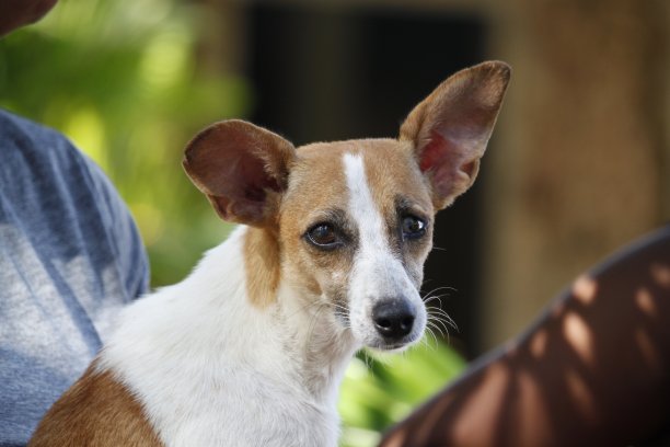 一只小狗看起来图片下载