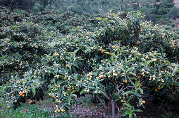 枇杷属(枇杷属)大型常绿灌木或乔木图片下载