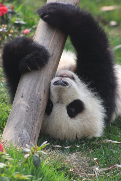 成都熊猫是中国四川省的熊猫图片下载