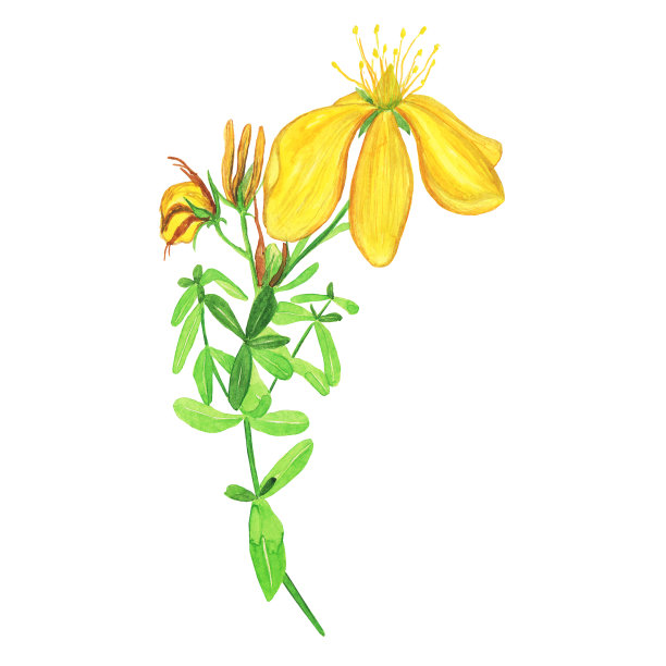 贯叶连翘在白色背景上分离的黄色花。水彩手绘插图。圣约翰麦芽汁。图片下载