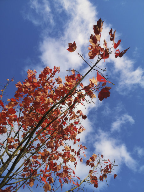 五颜六色的红枫树映衬着蓝天图片下载