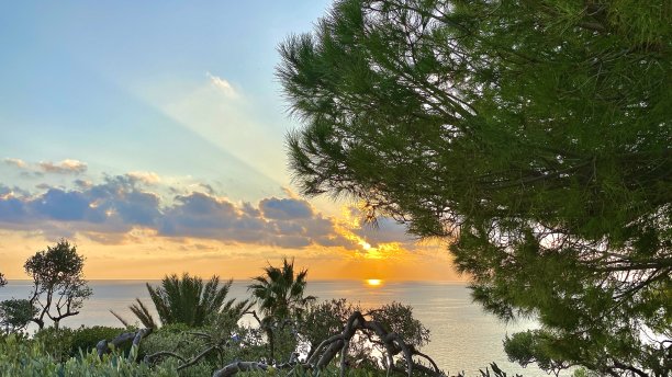 日落与树叶树在海上，五岛，意大利，欧洲图片下载