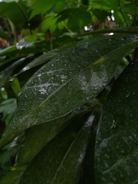 由于大雨，花园里的木薯叶子湿了图片下载