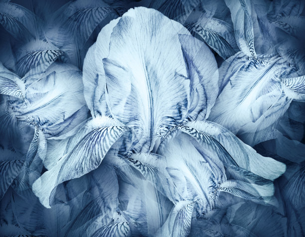 花蓝上涨。花的背景。花瓣虹膜。特写镜头。大自然。图片下载